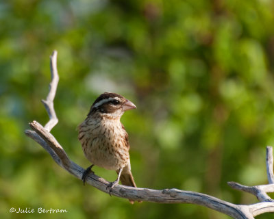 Rose-breasted Grosbeak