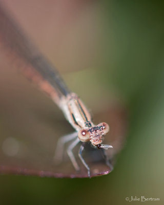 Damselfly eating 