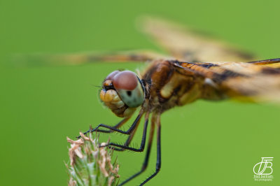 Another happy, smiling dragonfly.