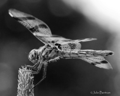 Halloween Pennant