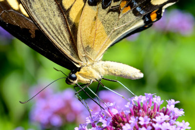 Giant Swallowtail