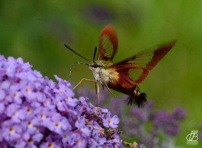 Snowberry Clearwing Hummingbird Moth