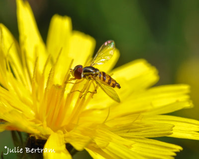 Upon a Lovely Flower