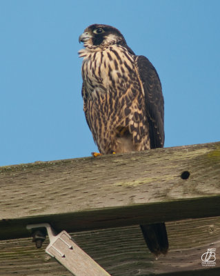 Nature's Top Gun