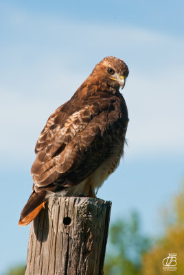 Red-tailed Hawk