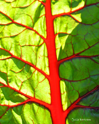 Leaf Abstract 