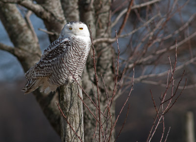 Snowy on the ridge