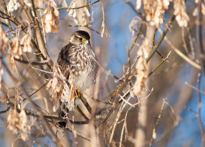 Merlin