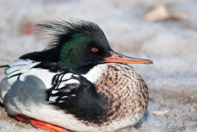 Red-breasted Merganser