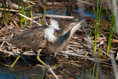 American Bittern strutting his stuff.