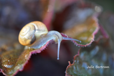 Snail and Coral Bell