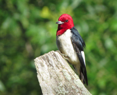 Red-headed Woodpecker