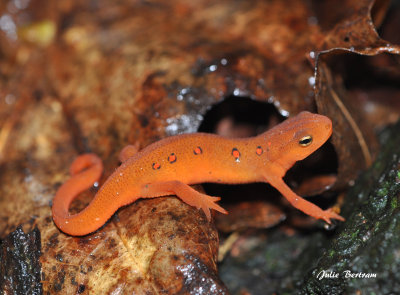 Red Eft