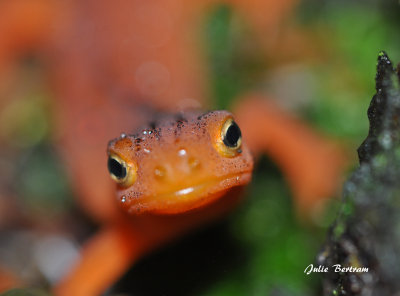 Red Eft 