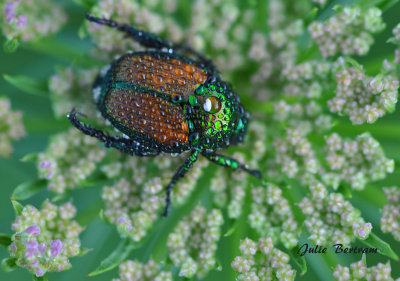 Japanese Beetle