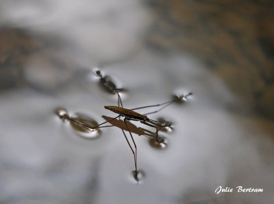 Water Strider