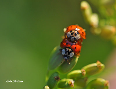 Mating Ladybugs