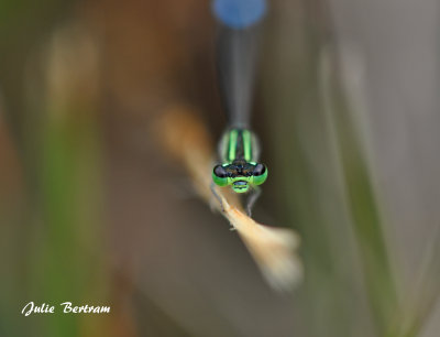 Damselfly