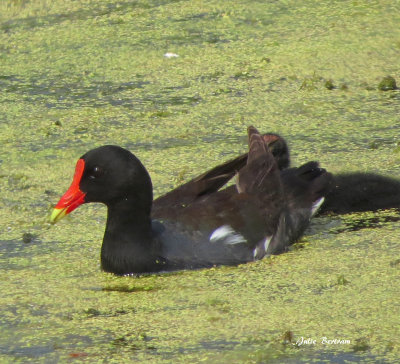 Common Gallinule