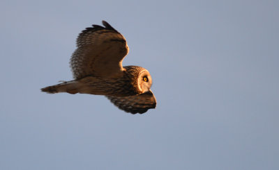 Short-eared Owl