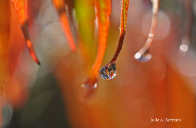 Fall Drops