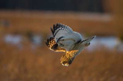 Short-eared Owl