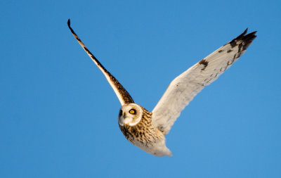 Short-eared Owl