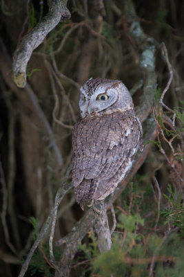 Eastern Screech Owl