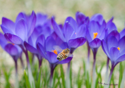 So many flowers, so little time