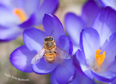 Bee and Crocus