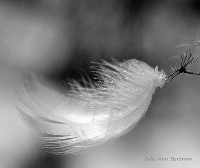 Soul Feather