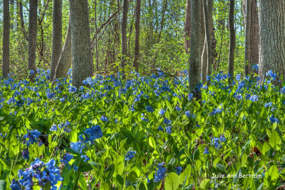 Julie's Landscapes