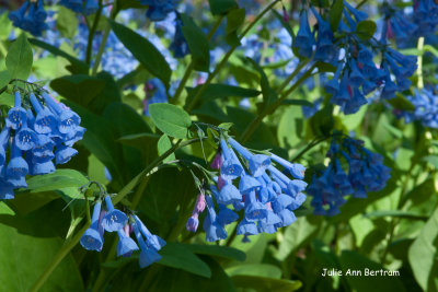 Mertensia virginica-Bluebells