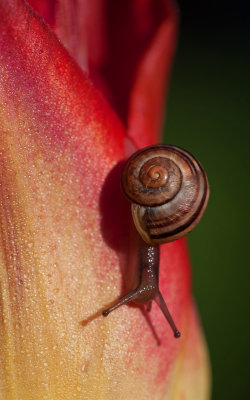 The Snail's Tulip