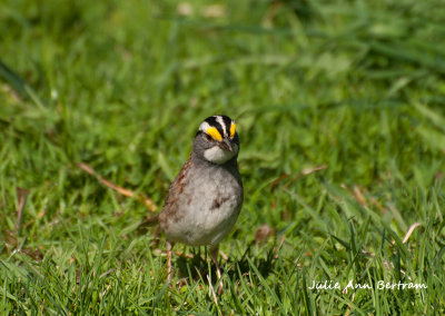 White-throated Sparrow