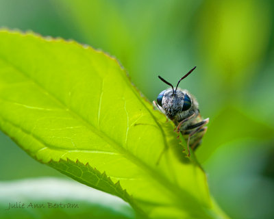 Julie's Insects