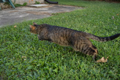 Kima - ATTACK!