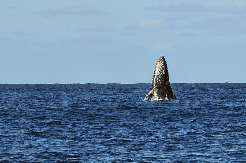 Humpback whale