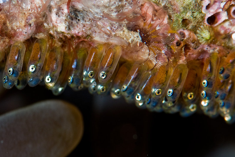 Anemone fish eggs