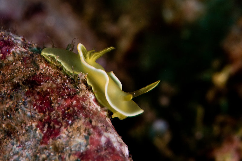 Nudibranch