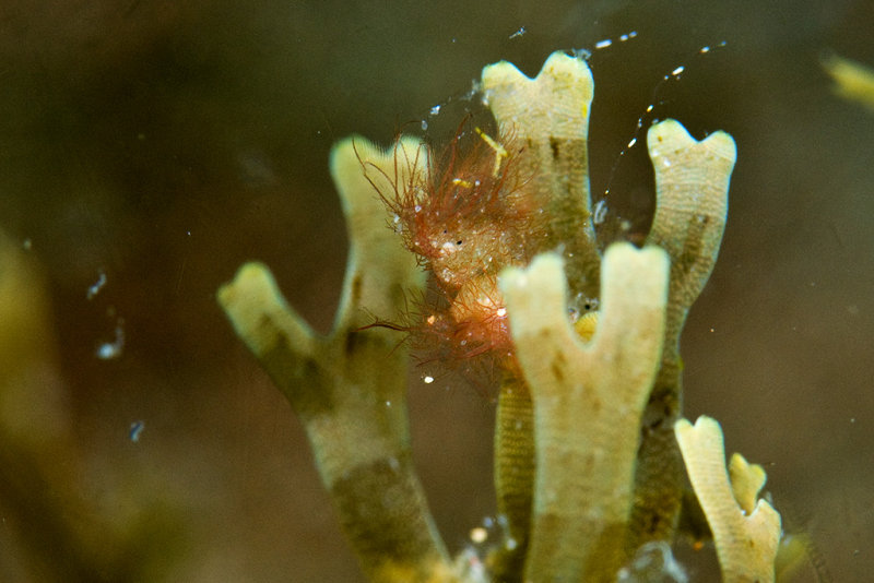 Hairy Shrimp