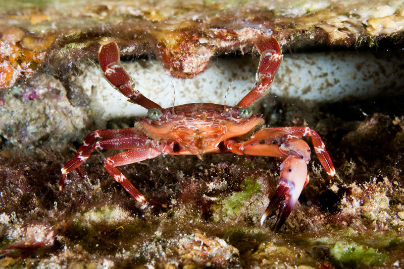 Crab