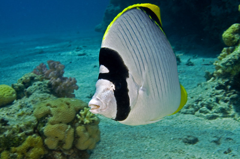 Lined Butterflyfish