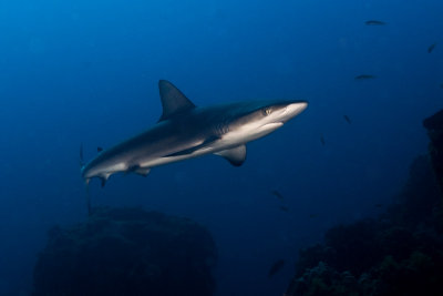 Galapagos Shark