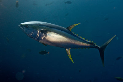 Yellow fin Tuna