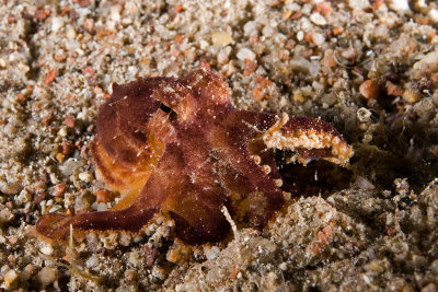 Amphioctopus Aegina (Marbled Octopus)