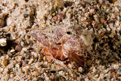 Amphioctopus Aegina (Marbled Octopus)