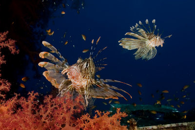 Lionfish