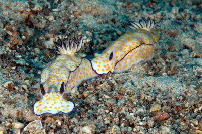 Nudibranch