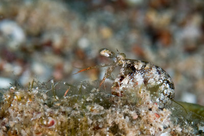 Mantis Shrimp (Haptosquilla stoliura)